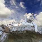 White Tiger On Blue Sky Stock Photo