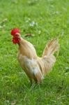 Cockerel In Grass Stock Photo