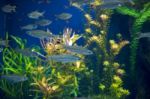 Fishes In Aquarium Stock Photo