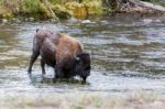 American Bison (bison Bison) Stock Photo