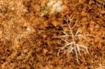 Mammoth Hot Springs Stock Photo