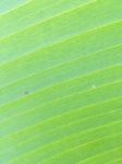 Banana Leaf Texture Stock Photo