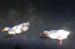 Double Geese Swimming In Lake Stock Photo