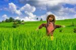 Scarecrow In Rice Fields Stock Photo