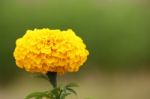 Single Marigold Flower Stock Photo