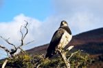 Patagonian Classic: Bird, Tree, Hill. Torres Del Paine. Chile Stock Photo