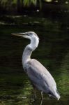 Great Blue Heron Stock Photo