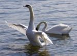 Beautiful Photo Of The Swan With The Opened Wings Stock Photo