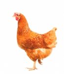 Full Body Of Brown Chicken Hen Standing Isolated White Backgroun Stock Photo