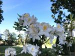 Nature And Flowers In The Park Stock Photo