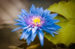 Purple Blue Lotus Blossom Stock Photo