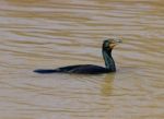 The Cormorant Is Trying To Catch The Fish Stock Photo