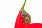 Tree Frog Stock Photo