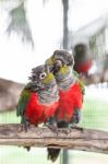 Two Crimson Bellied Conure Stock Photo