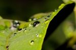 Water Drops On Leaves Stock Photo