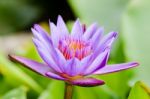 Purple Lotus Flower ( Nymphaea Nouchali ) Stock Photo