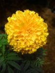 Marigold  Flower In Thailand Stock Photo