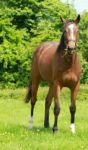 Racehorse Foal Eating Stock Photo