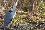 The Grey Heron Stock Photo