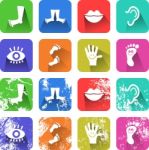 Anatomy Icons Stock Photo