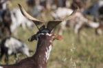 Herd Of Goats In A Pasture Stock Photo