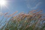 
Grass, Sky, Sun, Beautiful Late Stock Photo