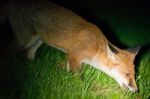 Wild Red Fox Stock Photo