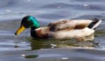 Beautiful Image Of A Mallard Swimming In Lake Stock Photo