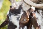 Head Of Brown Goat Stock Photo