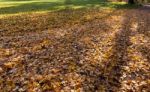 Plane Tree Leaves Fallen To The Ground Stock Photo