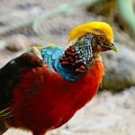 Golden Pheasant Stock Photo