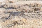 Cheetah In Serengeti Stock Photo