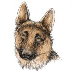 German Shepherd Hand Drawn  Stock Photo