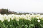 Tulip Flowers Stock Photo