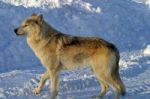 A White Wolf In The Snow Stock Photo