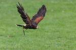 Harris Hawk (parabuteo Unicinctus) Stock Photo