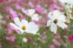 White Cosmos With Sunlight Stock Photo