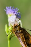 White Crab Spider On Flower Stock Photo