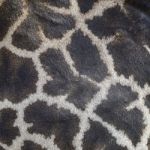 Giraffe Skin Stock Photo