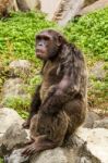 Chimpanzee Stock Photo