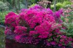 Azaleas In Full Bloom Stock Photo