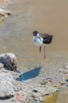 Black Necked Stilt In The Galapagos Stock Photo