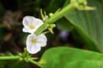 White Flower Of Creeping Burhead Stock Photo