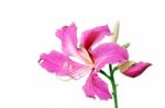 Purple Bauhinia Stock Photo