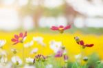 Cosmos On The Field Stock Photo