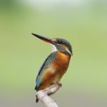 Common Kingfisher Stock Photo