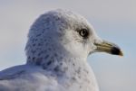 Amazing Portrait Of A Cute Calm Gull Stock Photo