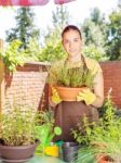 The Cultivation Of Plants In Pots Stock Photo