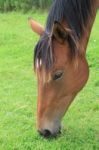 Thoroughbred Foal Eating Grass Stock Photo