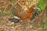 Chicken Family Stock Photo